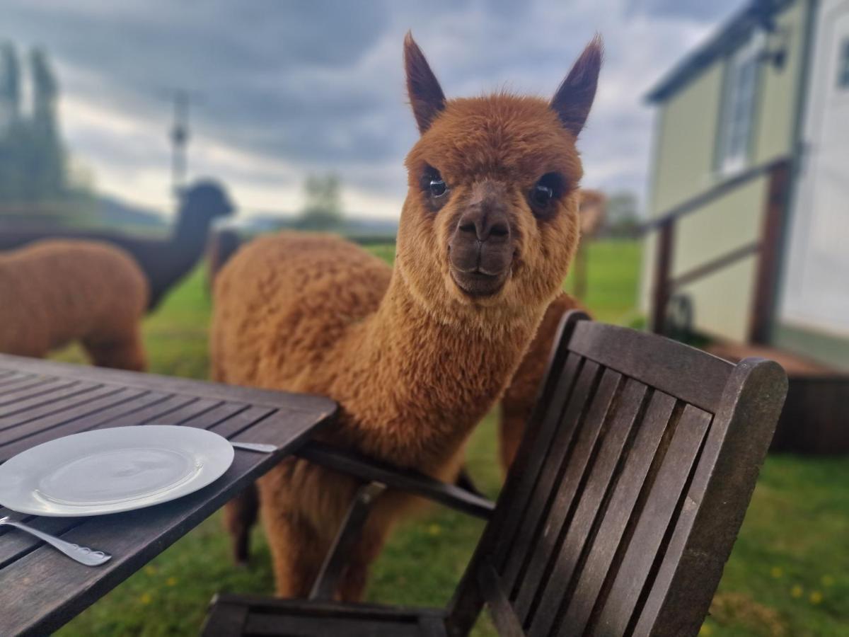 Cwtch Glamping Shepherds Huts Abergavenny Exteriér fotografie